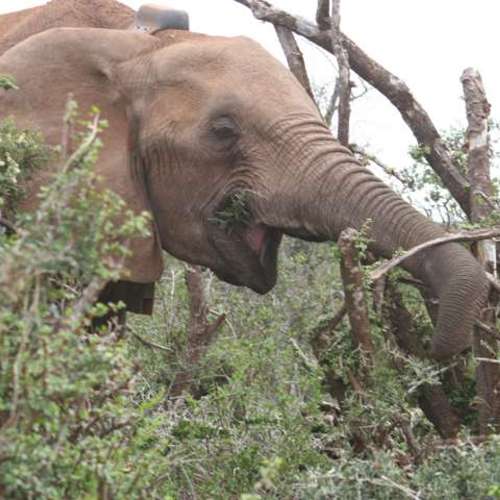 Metti un Fitbit a un elefante e il sonno non ha più segreti