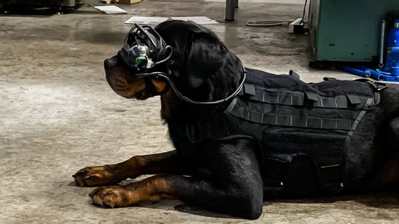 Un visore per cani, la nuova idea di realtà aumentata della US Army