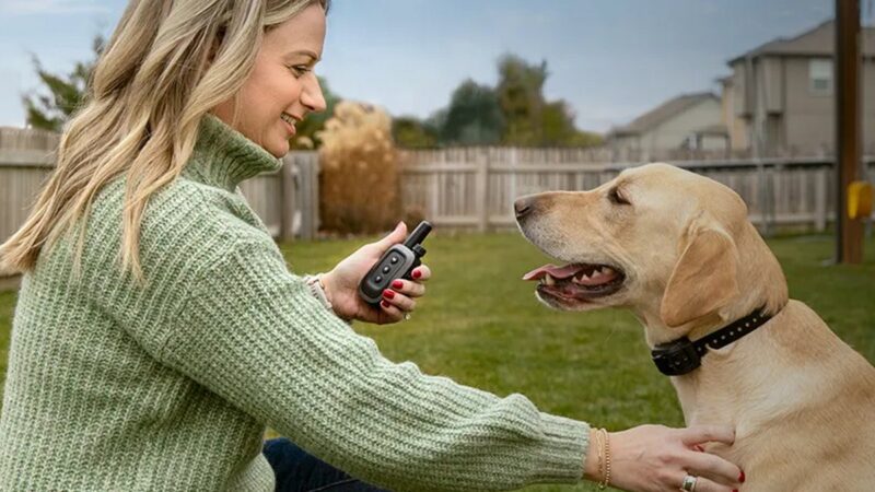 Animali domestici e wearable, accoppiata sempre più fedele
